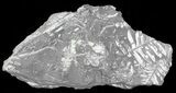 Wide Fossil Seed Fern Plate - Pennsylvania #65916-2